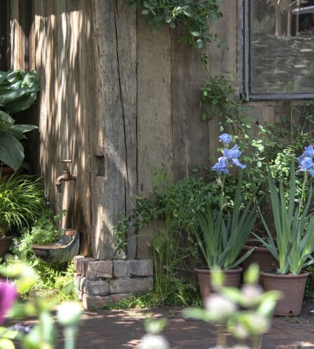 monty don.rhs and radio 2 dog garden.